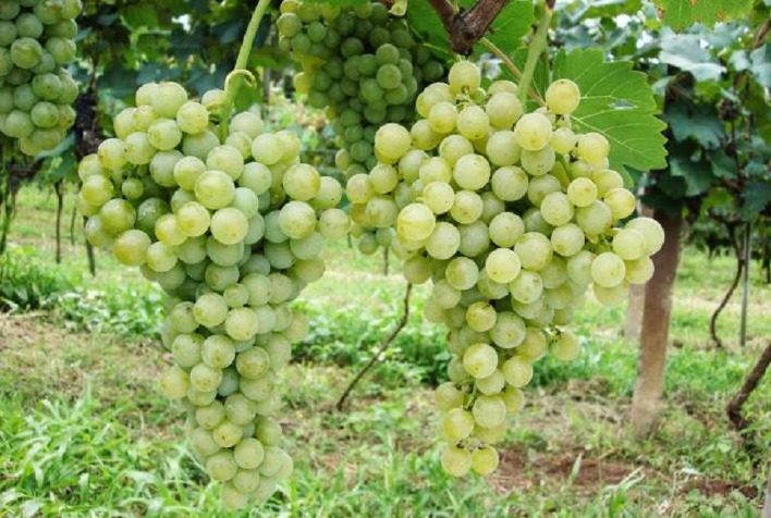 Vitinicultura no Cerrado: Uma Alternativa Promissora para a Região