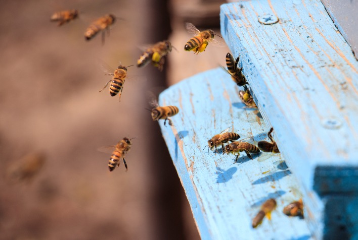 Impactos Climáticos na Apicultura e Seus Reflexos na Agricultura