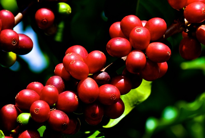 Produção Global de Coffea Canephora Cresce 2,1% e Alcança 75,8 Milhões de Sacas no Ano-Cafeeiro 2023–2024