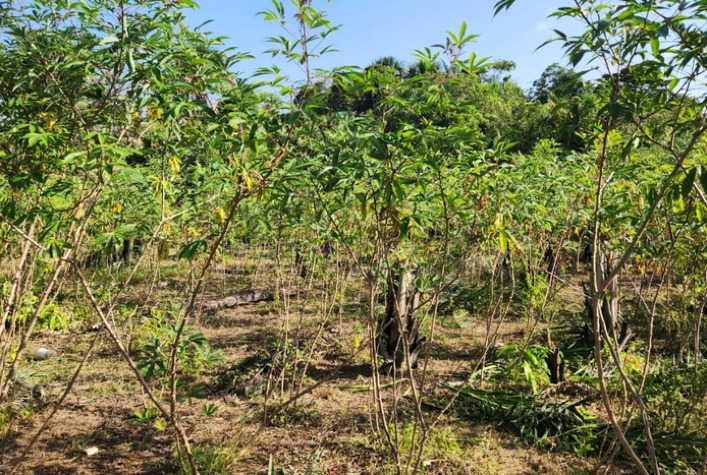 Primeira Detecção de Praga Quarentenária da Mandioca no Brasil: Ceratobasidium theobromae no Amapá