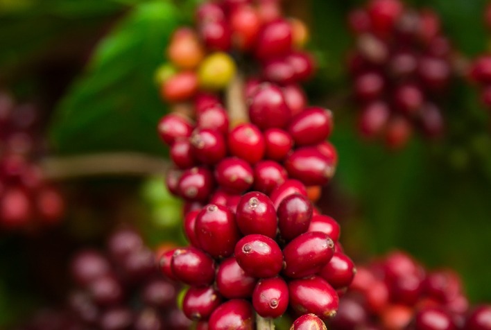 Mercado de Café Inicia Terça-feira em Alta nas Bolsas Internacionais