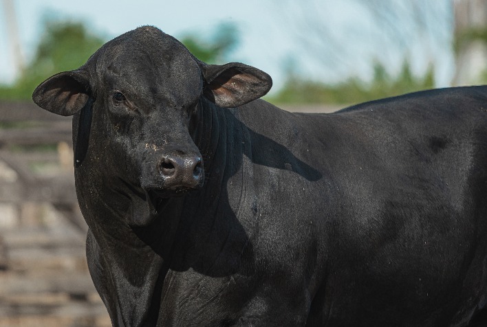 Lançamento do Sumário Brangus+ 2024 Será Destaque na Expointer