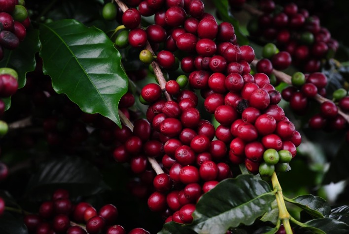 Produção Mundial de Café em 2024 Atinge 176,2 Milhões de Sacas e Registra Crescimento de 15,65% em uma Década