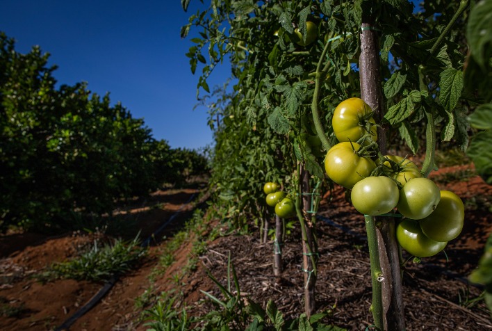 Produtividade de Tomate Aumenta em São Paulo, Mesmo com Período de Seca