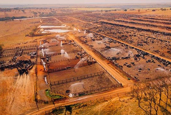 Minas Gerais e Tocantins: Pioneiros na Transformação do Confinamento de Gado de Corte no Brasil