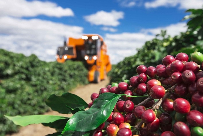 Mercado de Café no Brasil Enfrenta Pressão com Queda nas Bolsas Internacionais