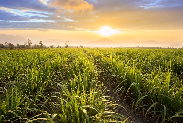 Impacto das Mudanças Climáticas na Produção de Cana e Etanol no Brasil