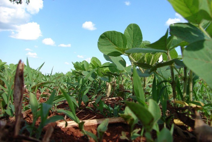 Mato Grosso se prepara para o fim do vazio sanitário em 6 de setembro; Mato Grosso do Sul espera até dia 15