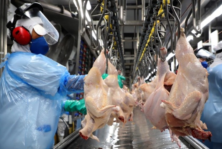 Abates aumentaram, mas produção de carne de frango apresentou ligeiro declínio no 1º semestre de 2024