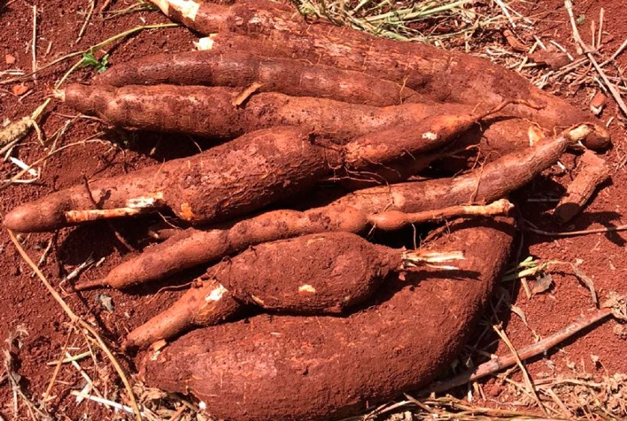 Mandioca se Estabelece como Alternativa Econômica Promissora no Tocantins