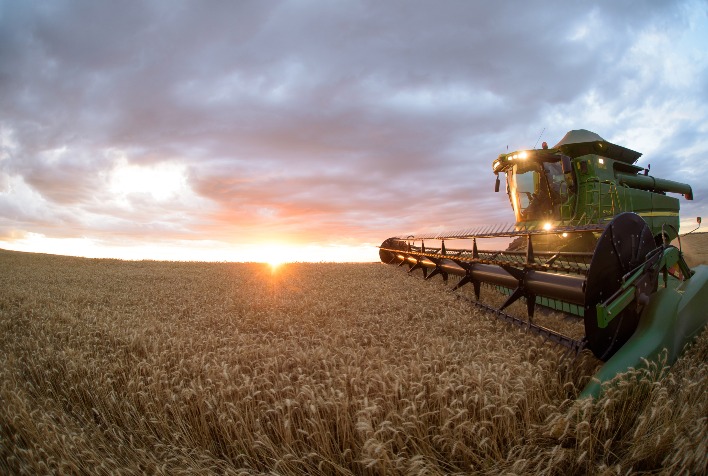 Mercado de Trigo no Brasil Mantém-se Estagnado com Produtores Focados na Colheita