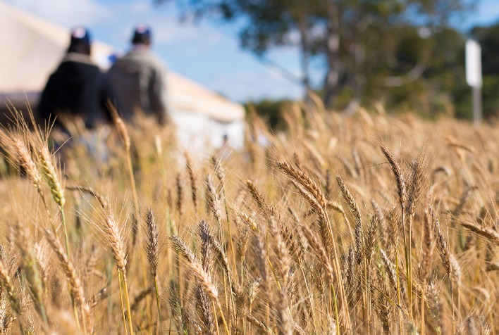 Diversificação de Culturas Impulsiona o Sucesso Agropecuário em Goiás