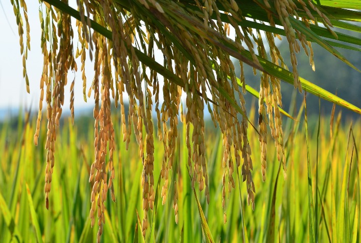 Produção de Cereais, Leguminosas e Oleaginosas em Santa Catarina Cresce 17,5% em 2023