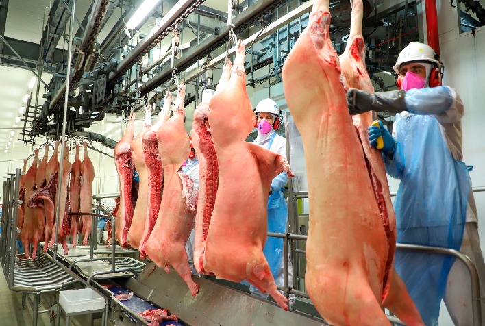 Frigoríficos Adotam Cautela Diante de Desafios no Escoamento da Carne Suína