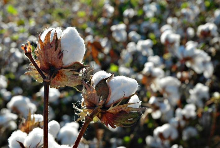 Mato Grosso Prepara-se para Aumento na Área Plantada de Algodão