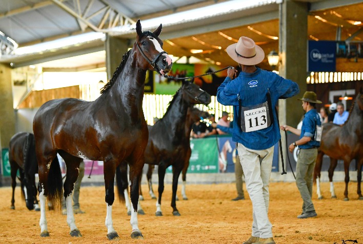 Exposição Nacional do Cavalo Mangalarga Retorna ao Parque da Água Branca Após 16 Anos