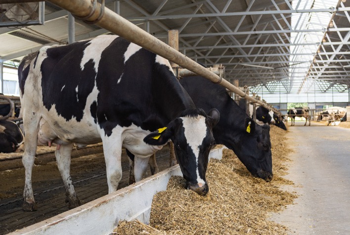 Catarinense Se Destaca na Produção de Leite e Ovos, Segundo IBGE