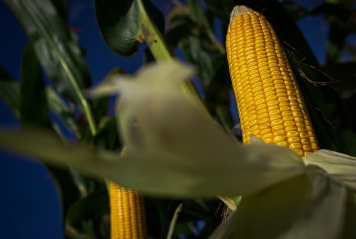 Clima desfavorável impulsiona alta nos preços do milho em setembro