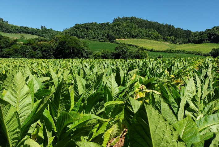 Expansão do Cultivo de Tabaco no RS Avança, Apesar da Escassez de Mão de Obra