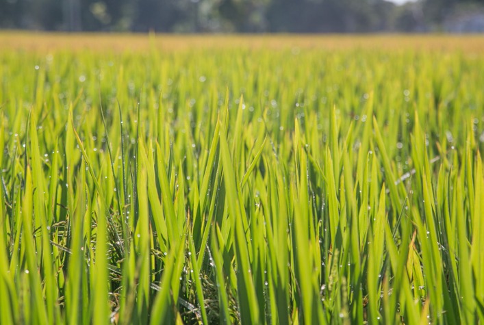 Semeadura de Arroz no Rio Grande do Sul Alcança 9,5% da Área Prevista