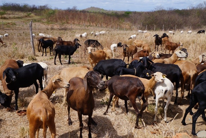 Brasil celebra nova abertura de mercado para exportação de caprinos e ovinos ao Sultanato de Omã