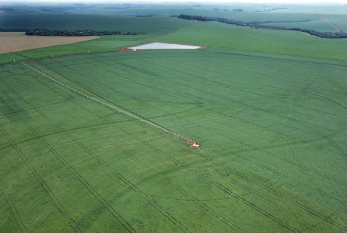 Avanço do Plantio de Soja no Paraná: Área Cultivada Já Alcansa 1,3 Milhão de Hectares