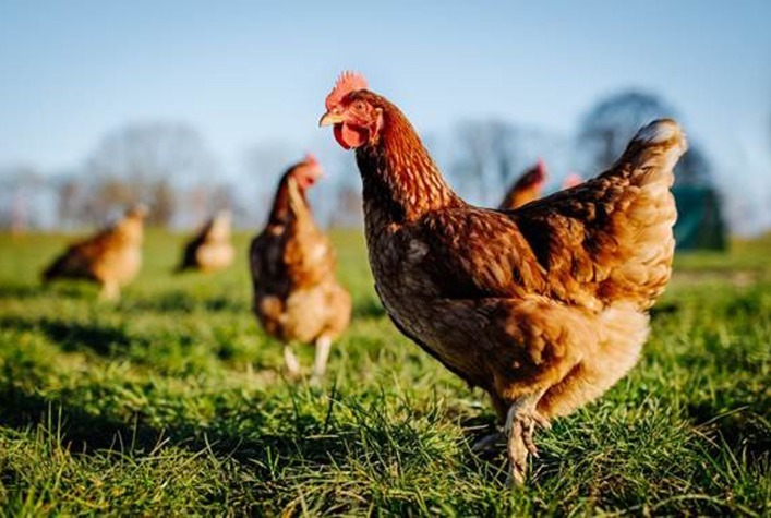 Perspectivas de Alta para os Preços da Carne de Frango no Mercado Brasileiro