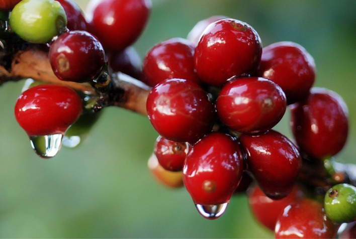 Chuvas Chegam às Regiões Cafeeiras, mas Preços do Café Caem Mais de 4%