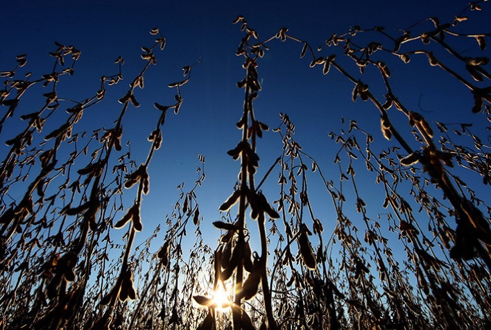 Soja recua com força em Chicago em meio à queda generalizada das commodities agrícolas