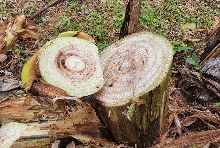 Erradicação do Moko da Bananeira em Áreas de Terra Firme Exige Vazio Sanitário de Dois Anos