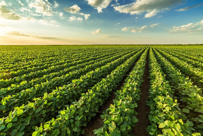 Mato Grosso Projeta Produção de 64,52 Milhões de Toneladas de Soja na Safra 2033/34