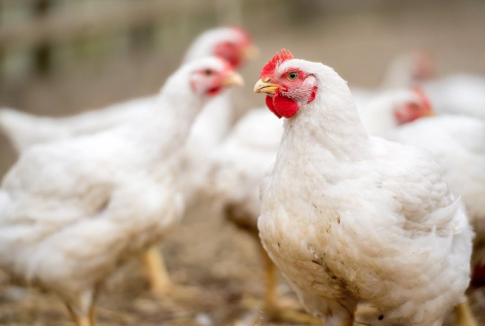 Divergências nos Preços do Frango Marcam Início de Outubro