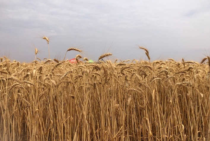 Produção de trigo nos Estados Unidos registra crescimento de 9% em 2024