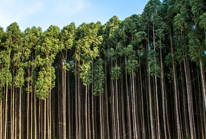 Créditos de Reposição Florestal: Receita Federal Classifica Como Ativos Intangíveis e Impõe Tributação