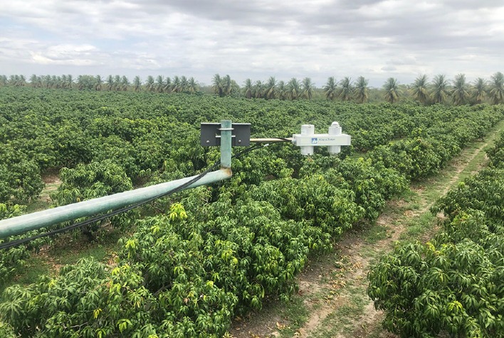 Economia de Água na Irrigação da Manga Palmer no Semiárido: Potencial de Redução de 31%