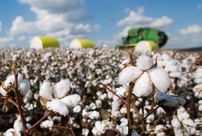 Produção de Algodão em Mato Grosso sofre queda de 1,64% devido à pressão da oferta e incertezas econômicas globais, aponta Imea