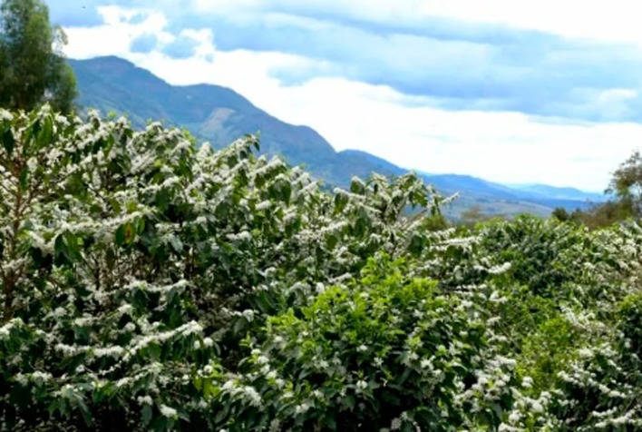 Mercado de Café Atinge Altas com Monitoramento da Safra e Incertezas Climáticas