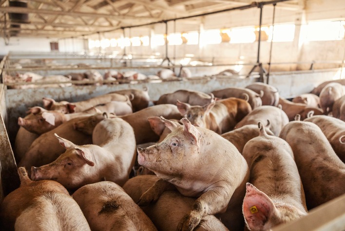 Preço do suíno vivo encerra a semana em alta