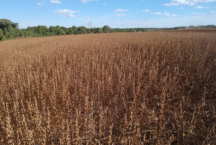 O Crescimento do Cultivo de Gergelim no Brasil: Oportunidades e Desafios