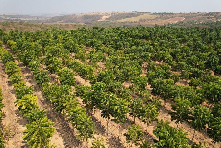 Brasil Ultrapassa 10 Milhões de Hectares em Florestas Plantadas e Setor Madeireiro Vislumbra Expansão Sustentável