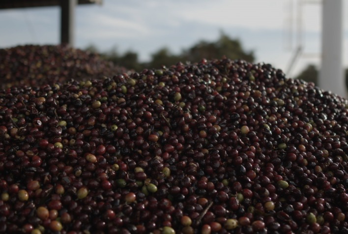 Cerrado Mineiro Avança no Mercado Global com 2º Leilão Virtual de Café