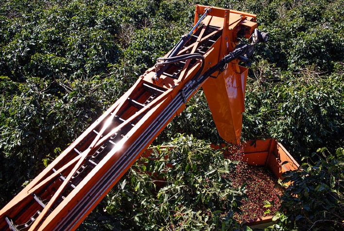 USDA Reduz Estimativa para Safra de Café do Brasil em 2024/25