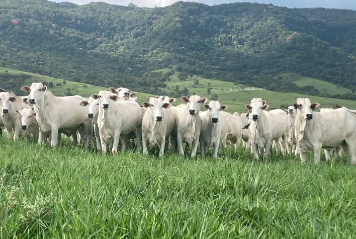 Preços do boi gordo registram leve queda, enquanto bezerros mantêm tendência de alta em novembro