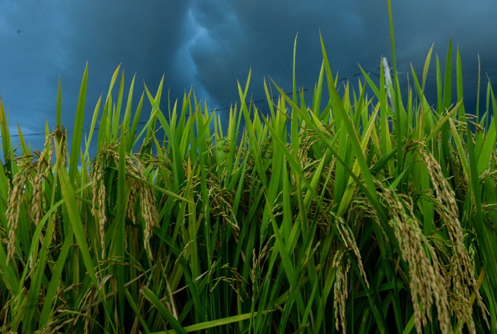 Seguro Agrícola: Atenção aos Detalhes Contratuais é Essencial para Garantir Indenizações