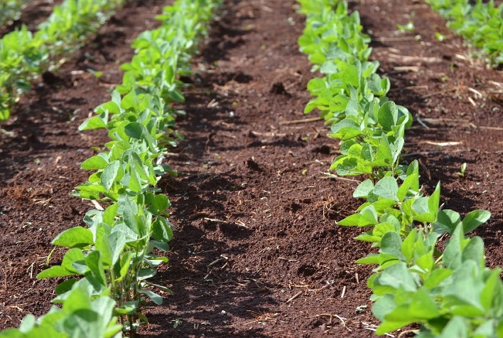 Avanço no Plantio de Soja no Rio Grande do Sul Atinge 80% da Área Com Chuvas Favoráveis