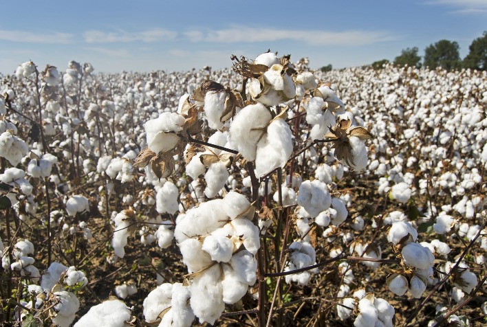 Tecnologia sustentável promete transformar o cultivo de algodão no Brasil