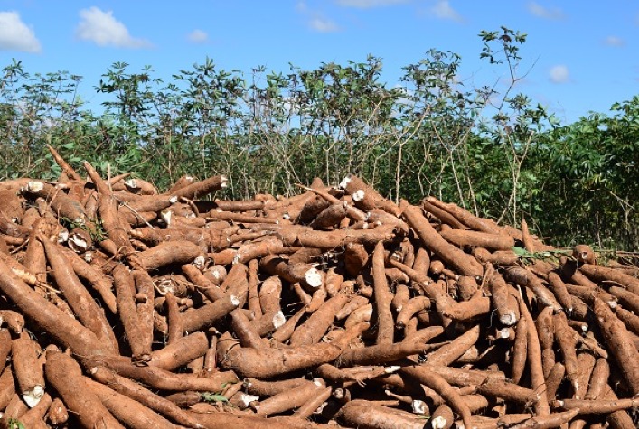 Mandioca: Moagem registra queda pela segunda semana consecutiva