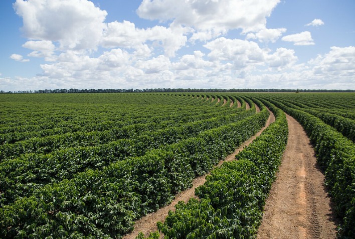 Previsão para a Safra de Café 2025/26 do Brasil Indica Queda de 5%