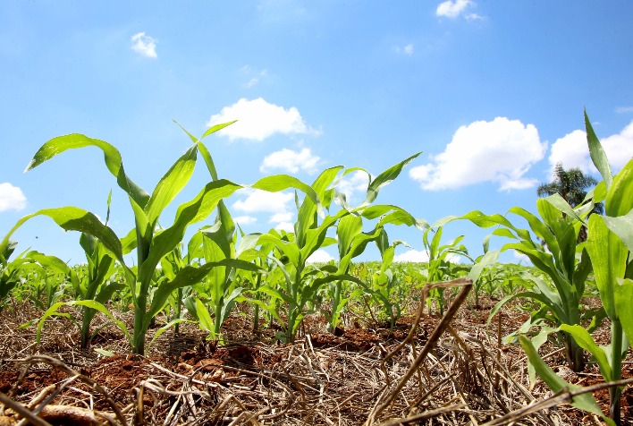 Perspectivas Positivas para a Safra de Verão em Mato Grosso, Apesar de Desafios Climáticos