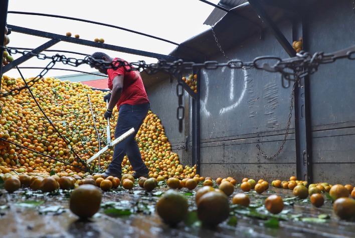 Exportações de Frutas do Paraná Crescem 33% em 2024 e Ultrapassam US$ 14 Milhões